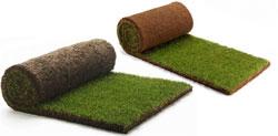 Turf